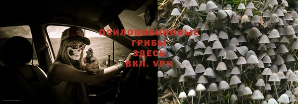 прущие грибы Вязьма